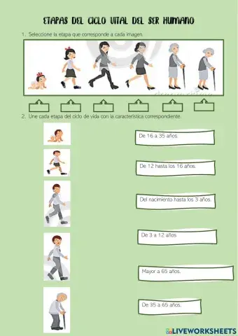 Etapas del Ciclo Vital del Ser Humano