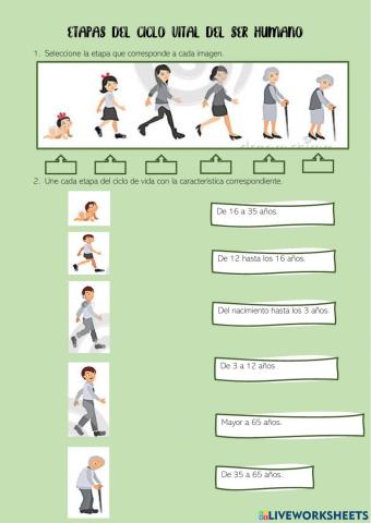 Etapas del Ciclo Vital del Ser Humano