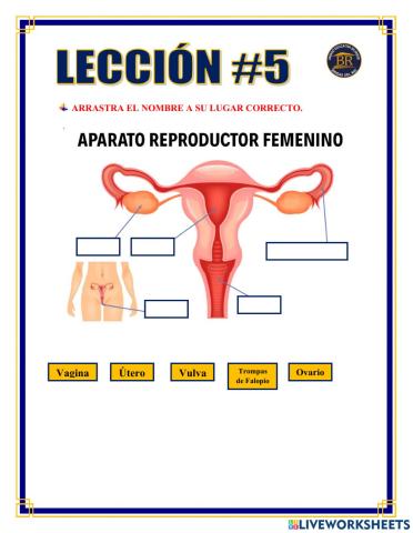6° ccnn aparato reproductor
