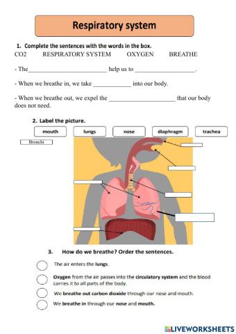 Respiratory system