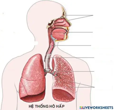 Hệ thống hô hấp
