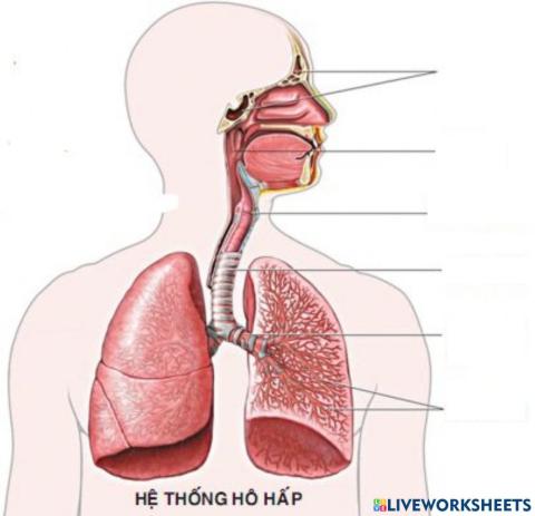 Hệ thống hô hấp