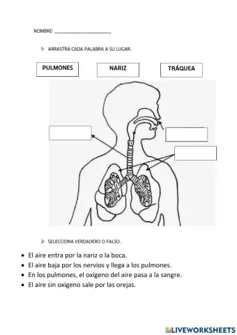 Aparato respiratorio