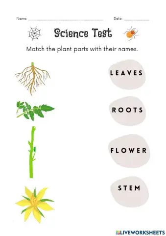 Science 1- Unit 2 Test