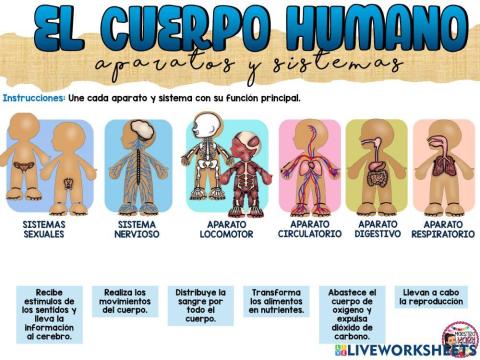 Aparatos y sistemas del cuerpo humano