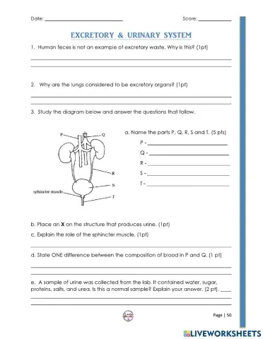 The Excretory and Urinary System