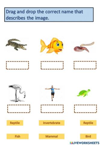 Classification of Animals