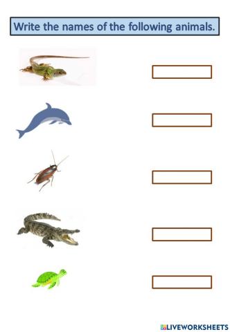 Animal Identification and Classification