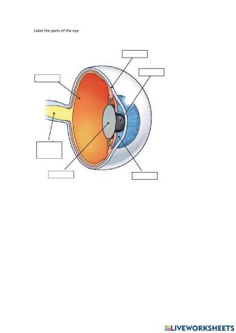 Parts of the eye