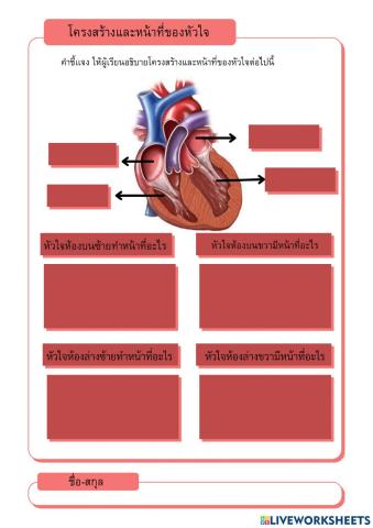 โครงสร้างและหน้าที่ของหัวใจ