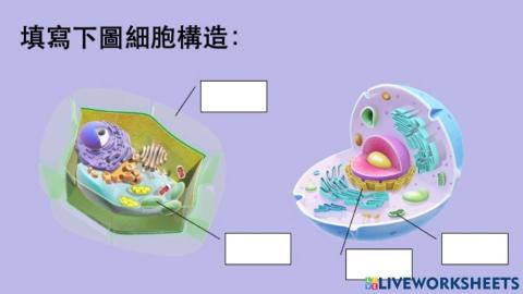 Cell structure practice 3