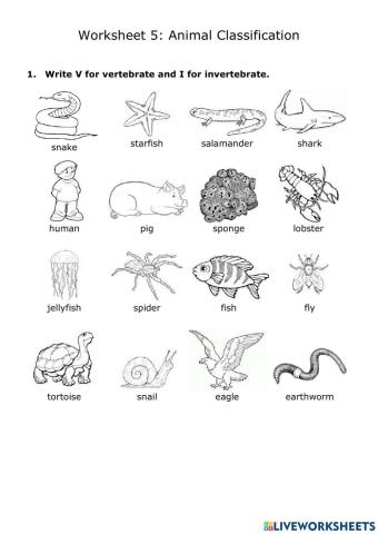 Animal Classification