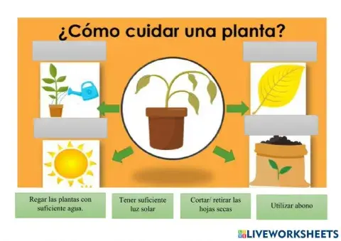 Cuidado de las plantas