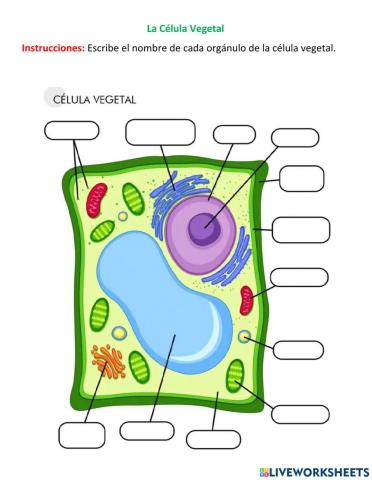 Célula Vegetal