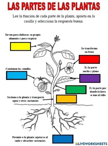 Partes de la planta