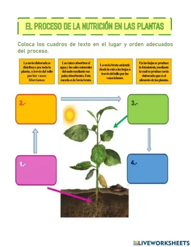 Nutrición de las plantas