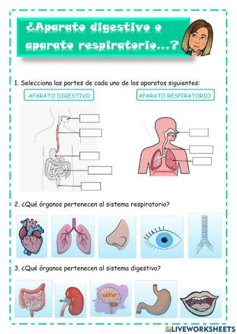 ¿Aparato digestivo o aparato respiratorio...?