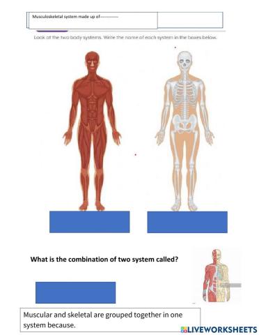 Musculoskeletal system