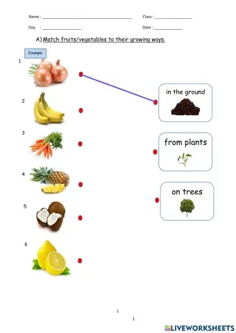 Where are they grow?