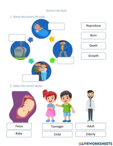Human Life Cycle