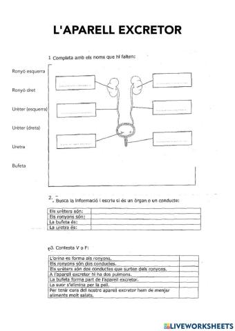 L'aparell excretor