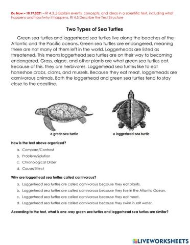 Do Now 10.19.2021 Sea Turtles