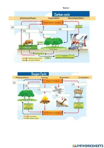 Carbon Cycle Oxygen Cycle