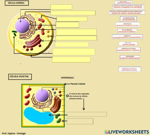 Célula Animal e Vegetal - organelas e diferenças