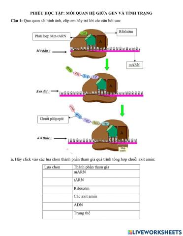 Phiếu học tập bài 19