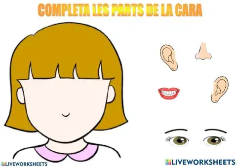 Partes de la Cara