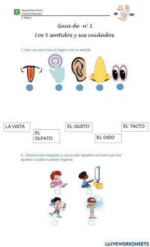 5 sentidos y sus cuidados