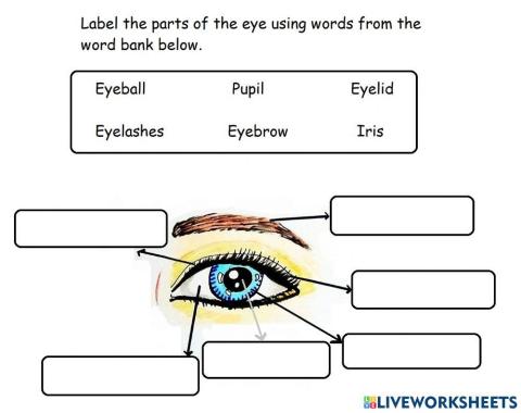 Parts of The Eye