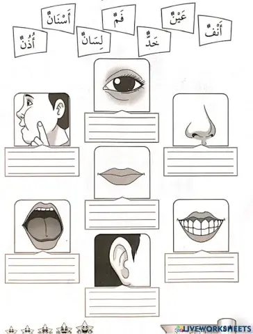 Bahasa Arab tahun 2 Anggota Badan