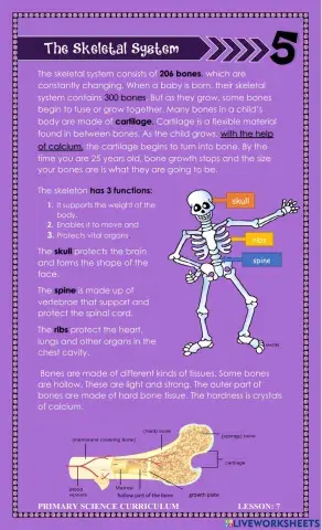 The Skeletal System