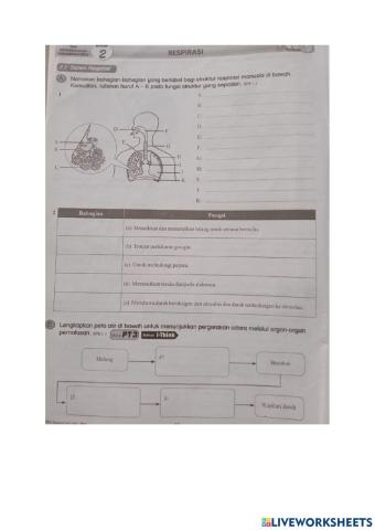 Sains tingkatan 3 : Bab 2 pergerakan dan pertukaran gas dalam badan manusia