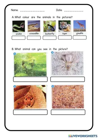 Unit 3: pet Show Camouflage