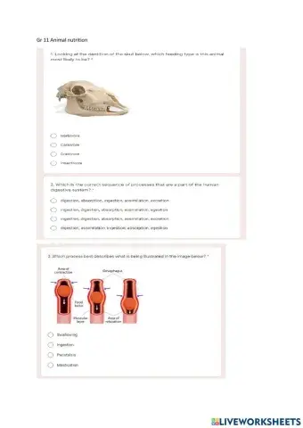 Gr 11 Animal nutrition