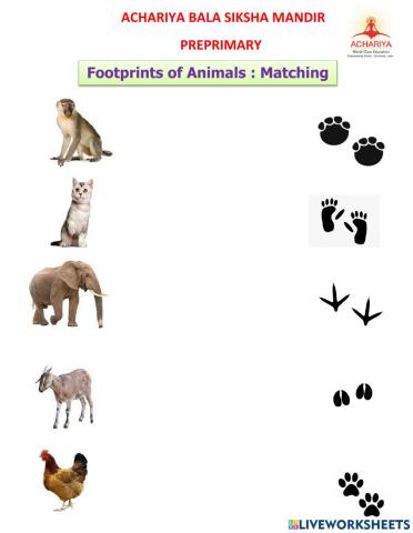 Matching - Footprints of Animals