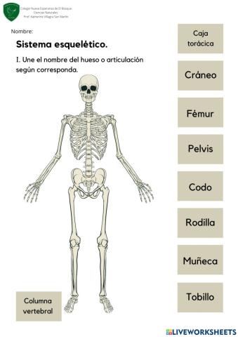 Sistema esquelético
