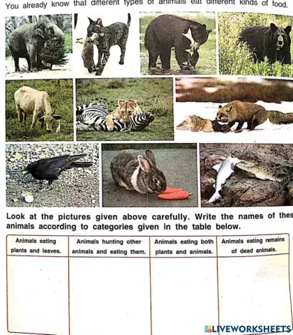 Feeding Habits of Animals