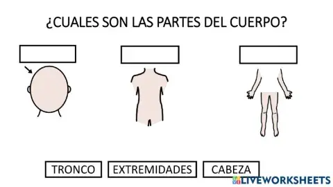 Partes del cuerpo