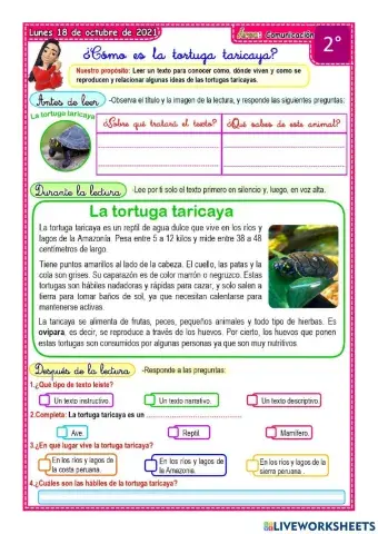 Como es la tortuga taricaya