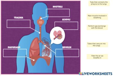 Respiratory system