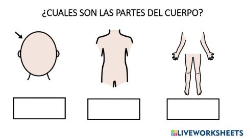 Escribir partes del cuerpo