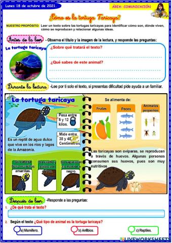 Cómo es la tortuga Taricaya