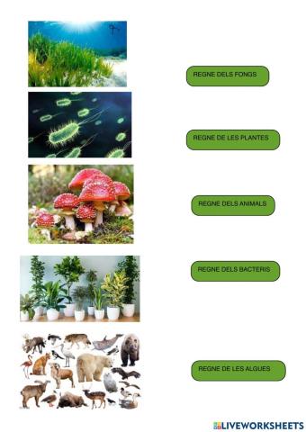 Ell 5 regnes dels essers vius