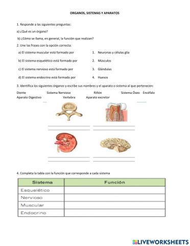 Organos, sistemas y aparatos