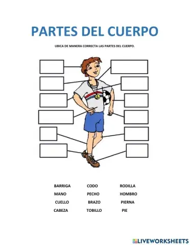 Partes del cuerpo humano