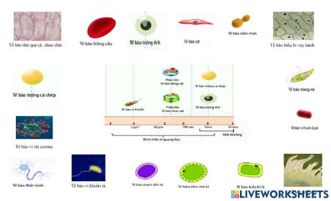 Khtn6 - kích thước tế bào