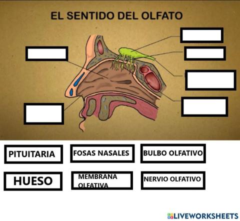 El olfato